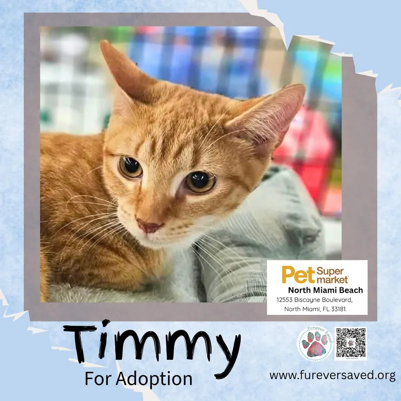 Timmy thumbnail 2