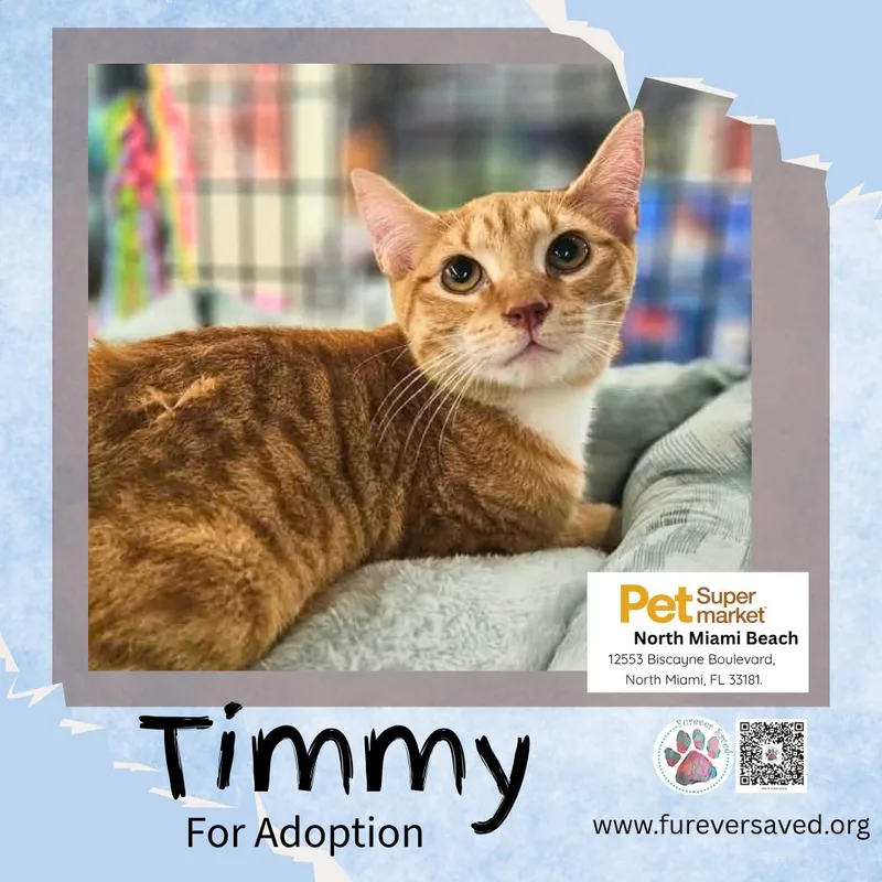 Timmy thumbnail 4