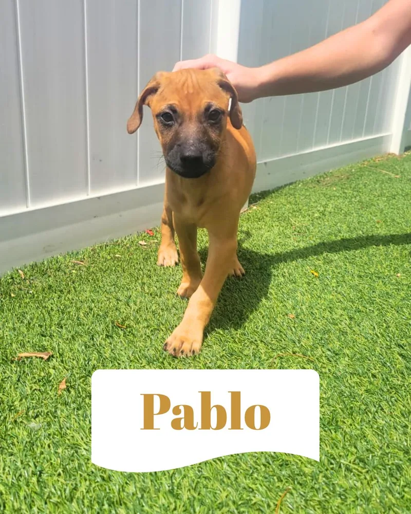 Isabella Pup Pablo