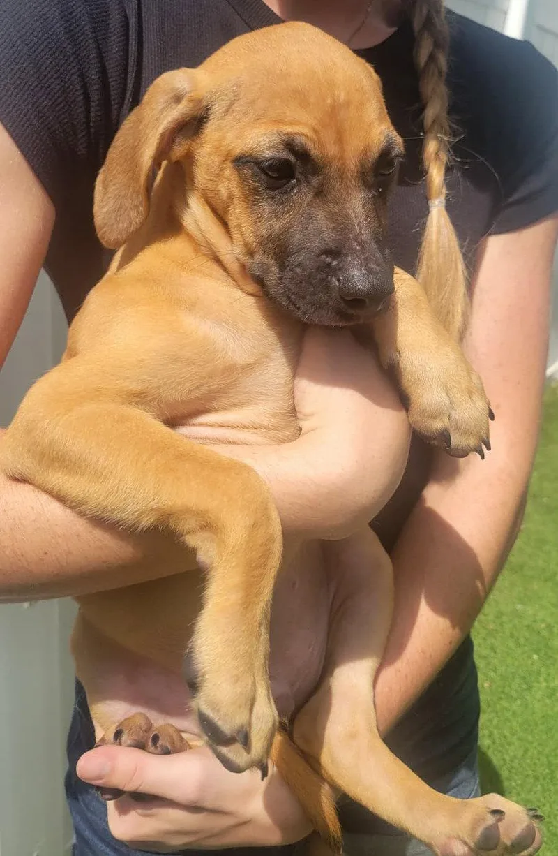 Isabella Pup  Pablo thumbnail 2