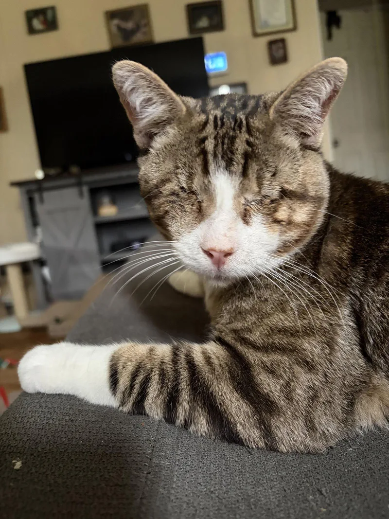 Francis: Blindc thumbnail 2