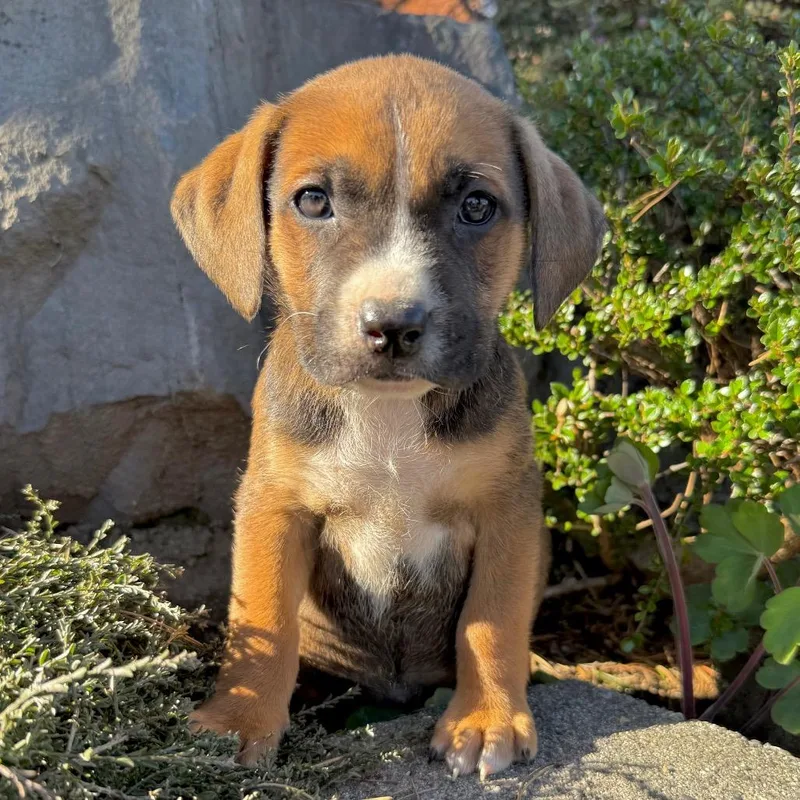 Cheddar
