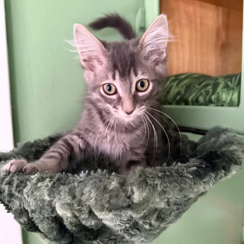 A baby small-sized female Gray / Blue / Silver Domestic Short Hair cat named Navy for adoption in Long Beach, CA