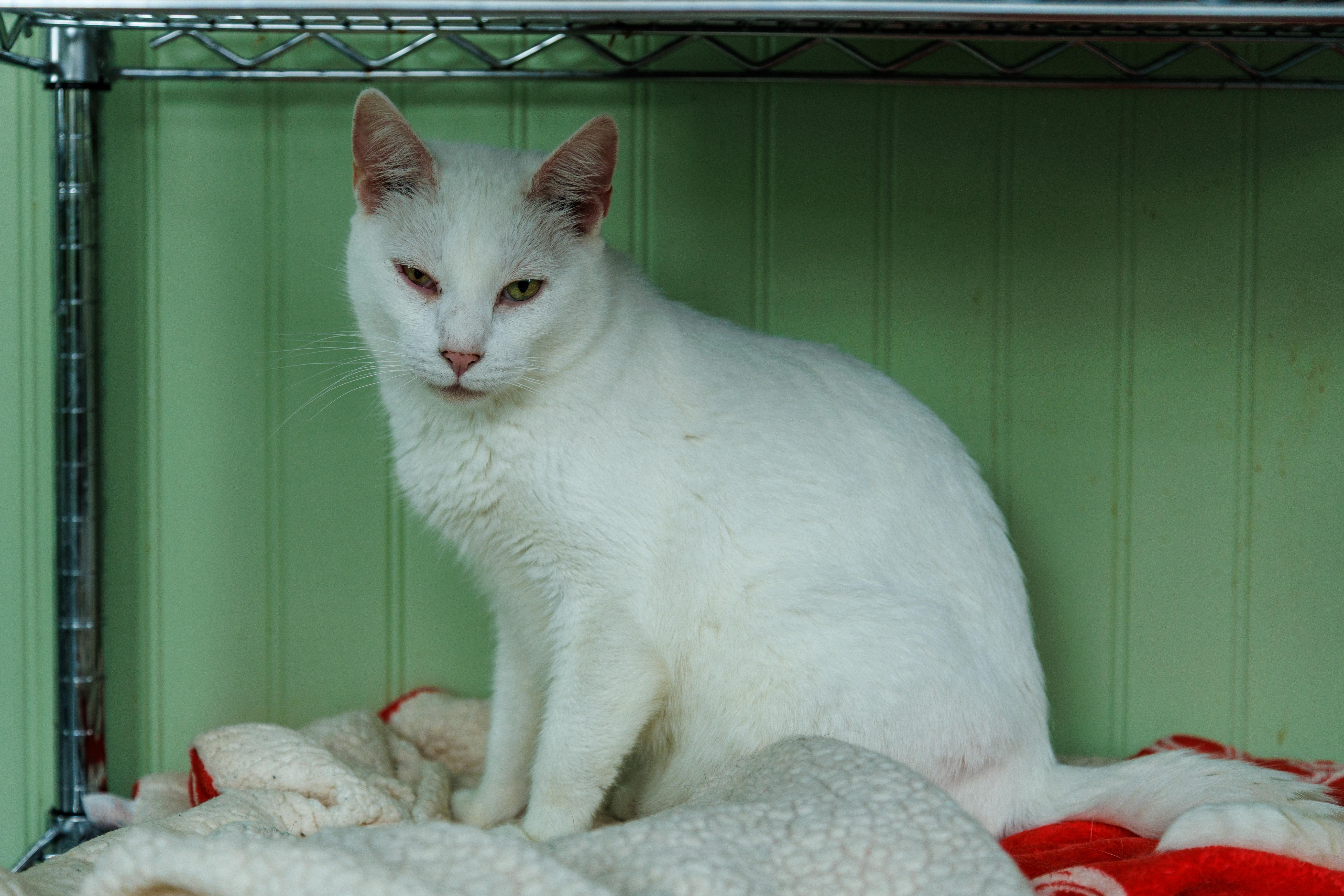 An adult large-sized male White Domestic Short Hair cat named Preston for adoption in Chester Springs, PA