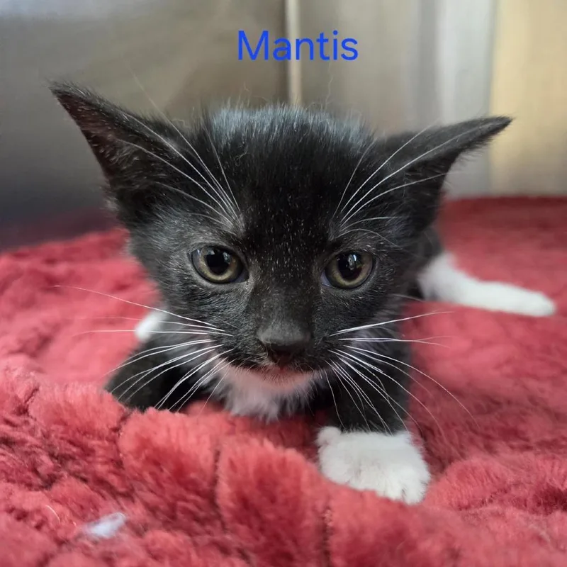 A baby small-sized male Black Domestic Short Hair cat named Mantis for adoption in Windsor, VA