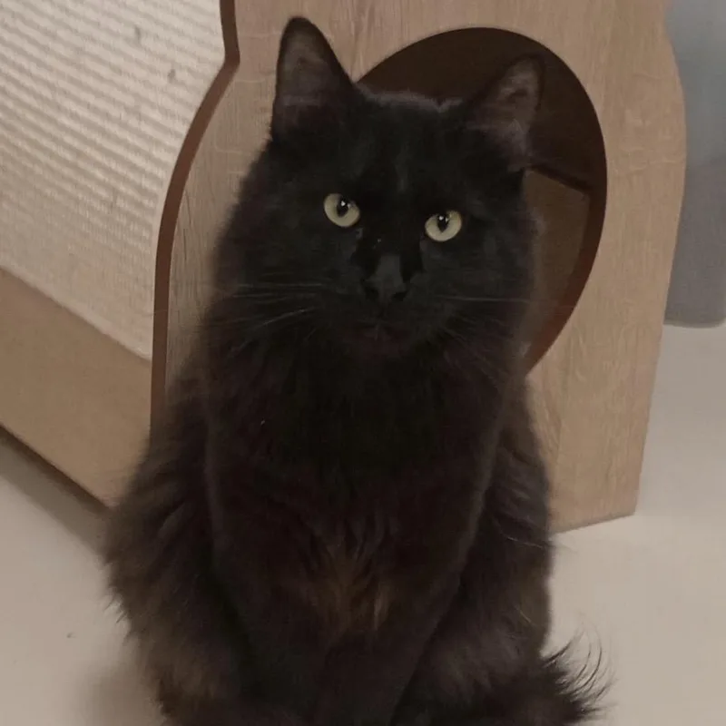 A young large-sized male Domestic Long Hair cat named Midnight for adoption in Grand Rapids, MN