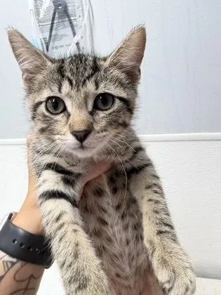 A baby medium-sized female Domestic Short Hair cat named Skye for adoption in West Chester, PA