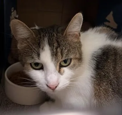 An adult medium-sized female Domestic Short Hair cat named Velvet for adoption in West Chester, PA