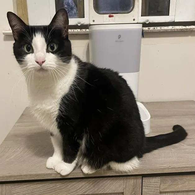 An adult medium-sized female Black & White / Tuxedo Domestic Short Hair cat named Onyx for adoption in Long Beach, MS