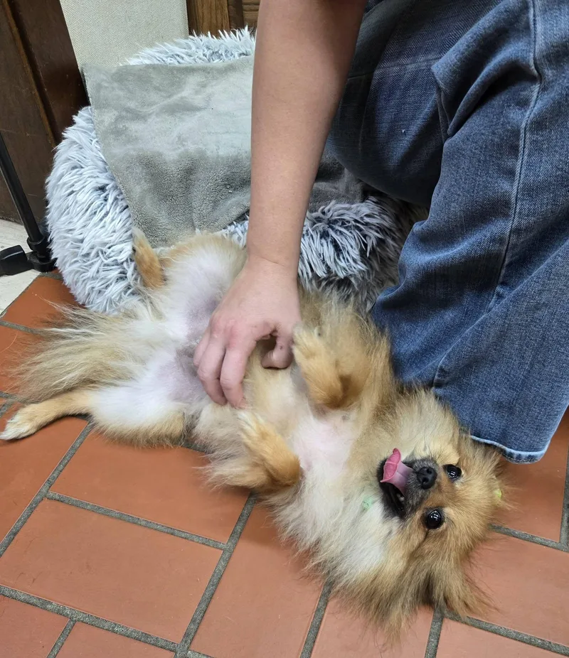 An adult small-sized male Bicolor Pomeranian dog named Rocket for adoption in Sterling, KS