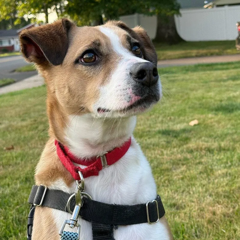 An adult medium-sized male Terrier dog named Stewie for adoption in Bloomfield, CT