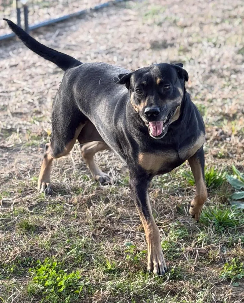 An adult large-sized female Black and Tan Coonhound dog named Bernice for adoption in Greenwood, MS