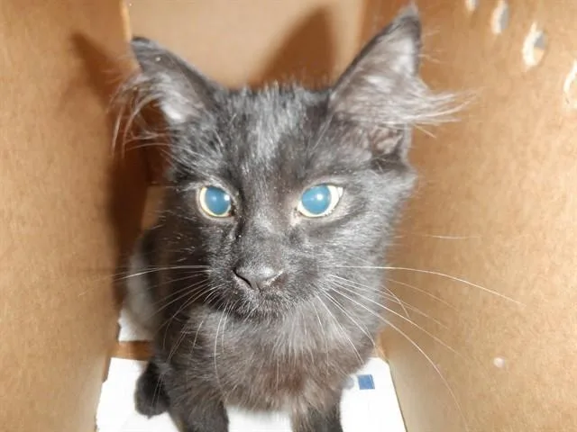 A baby small-sized female Domestic Medium Hair cat named A for adoption in San Jose, CA