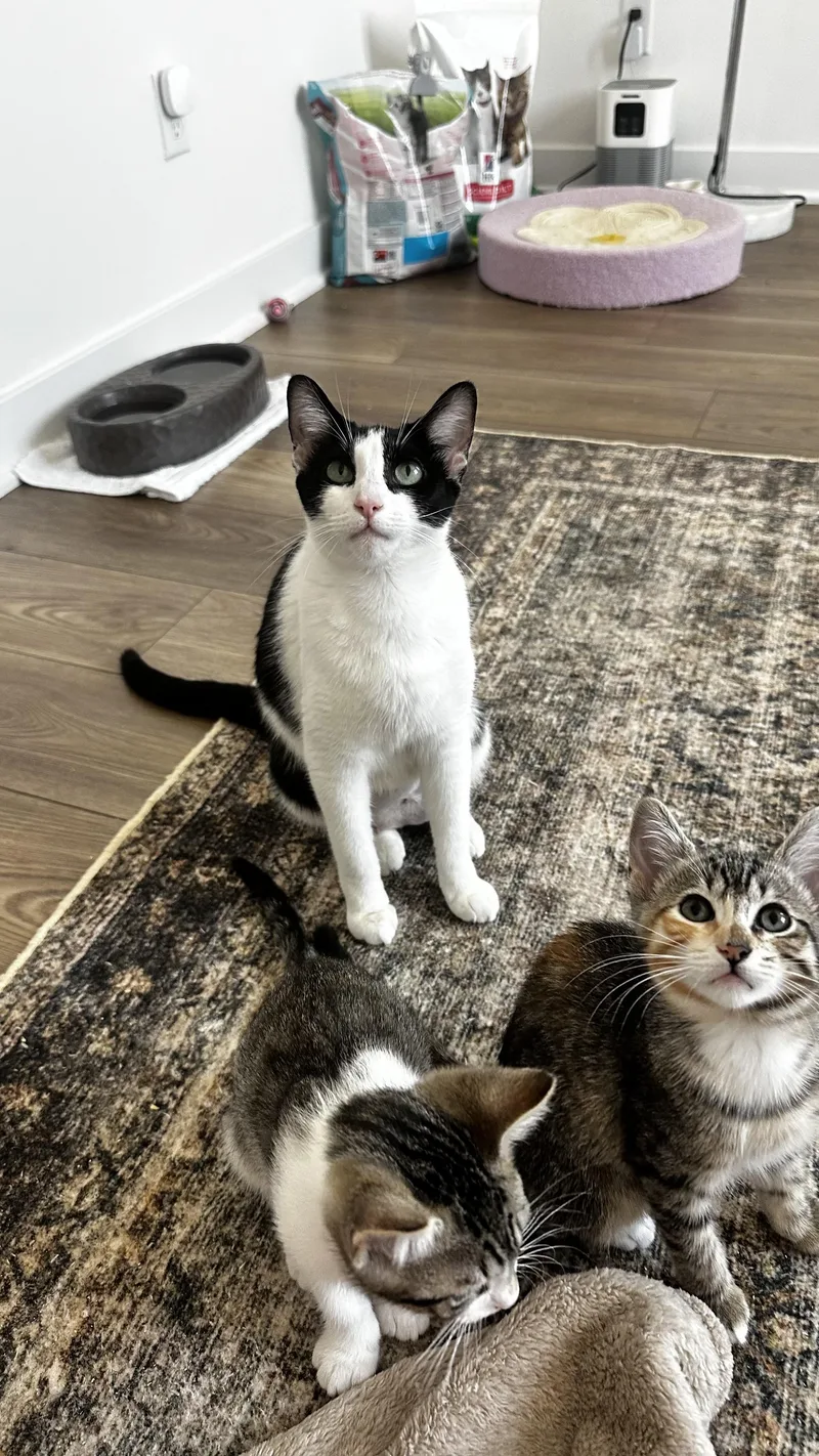 An adult medium-sized female Black & White / Tuxedo Domestic Short Hair cat named Bubbles for adoption in Santa Ana, CA