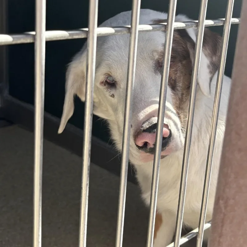 A young medium-sized male White / Cream Australian Shepherd dog named Patch for adoption in Reno, NV