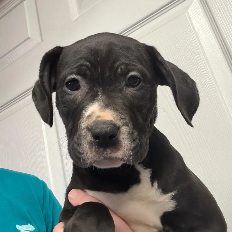 A baby medium-sized male Black Mixed Breed dog named Brooks for adoption in DeKalb, IL