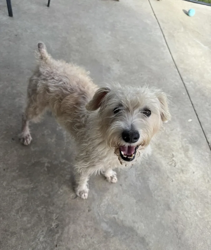 A young small-sized male Yellow / Tan / Blond / Fawn Terrier dog named Dusty for adoption in Hamden, CT