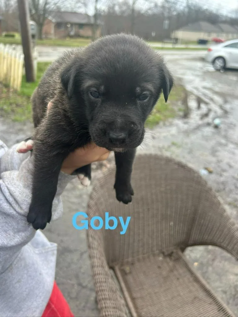 A baby large-sized male Labrador Retriever dog named Goby for adoption in Hillsboro, OH