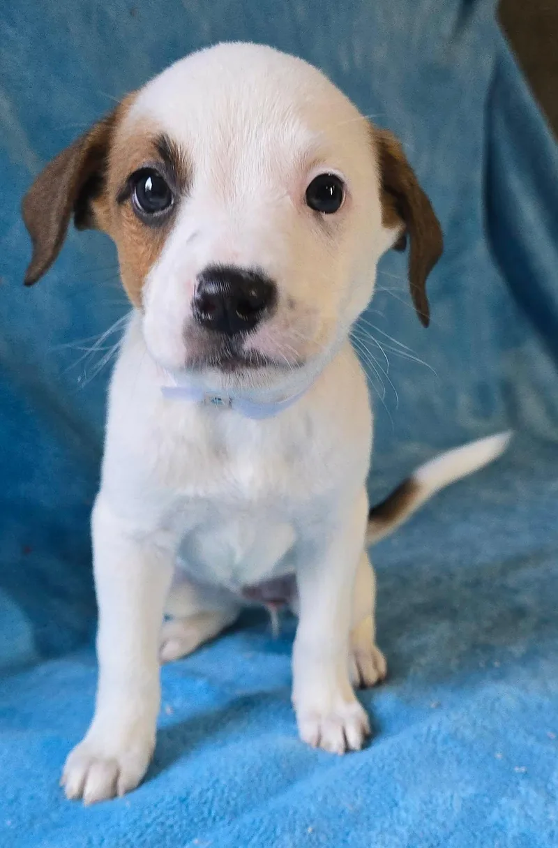 A baby medium-sized female White / Cream Terrier dog named Hyacinth for adoption in Newport, TN
