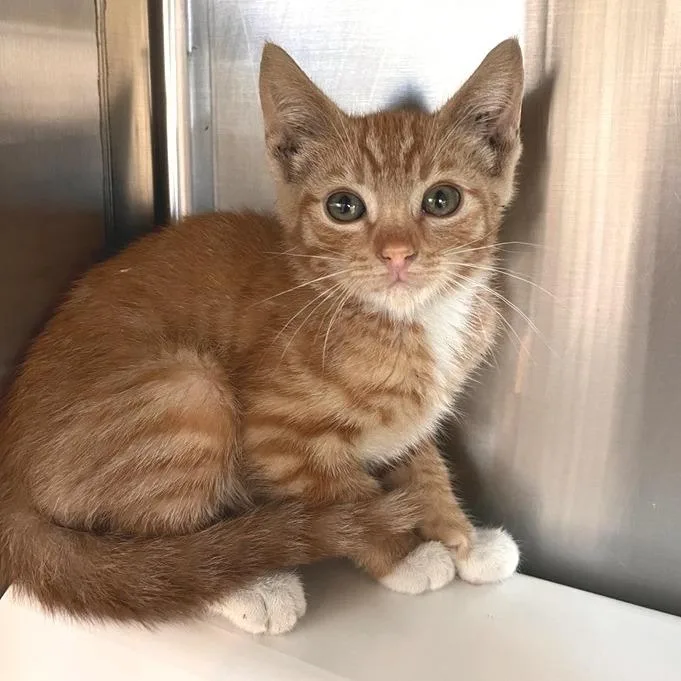 A baby small-sized male Domestic Short Hair cat named James Cagney for adoption in Los Angeles, CA