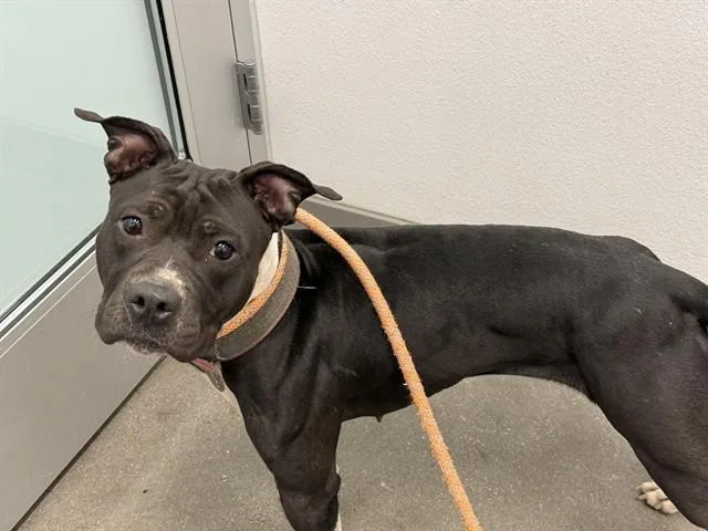 An adult large-sized female Pit Bull Terrier dog named Yasmin for adoption in Mesa, AZ