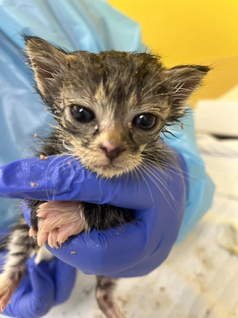 A baby small-sized male Tabby (Brown / Chocolate) Domestic Short Hair cat named Tim Curry for adoption in Raleigh, NC