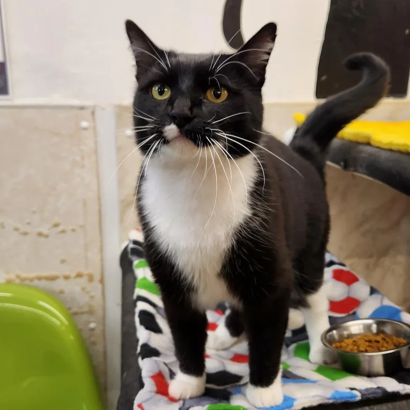 An adult medium-sized female Black Domestic Medium Hair cat named Socks for adoption in Delaware, OH