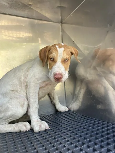 A baby medium-sized male Mixed Breed dog named Calypso for adoption in Dallas, TX