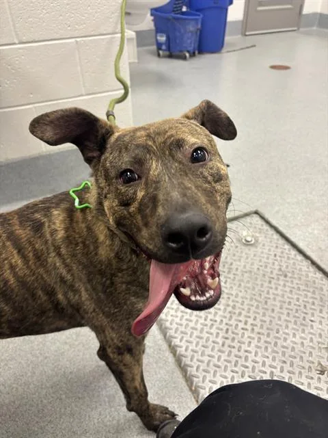 A young large-sized male Pit Bull Terrier dog named Ringo for adoption in Indianapolis, IN