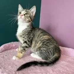 A baby small-sized female Torbie Domestic Short Hair cat named Detroit for adoption in Sweetwater, TN