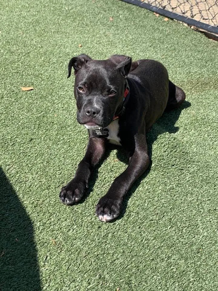 A baby medium-sized male Black Boxer dog named Pluto for adoption in Douglas, MA