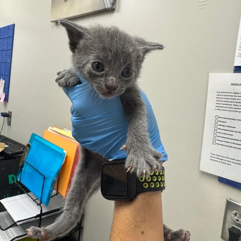 A baby small-sized male Gray / Blue / Silver Domestic Short Hair cat named Jughead for adoption in Columbiana, AL