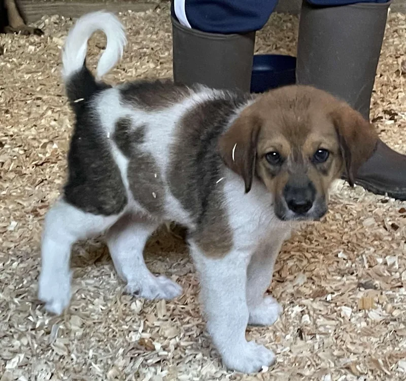 A baby large-sized male Anatolian Shepherd dog named Carter DFW for adoption in Quinlan, TX