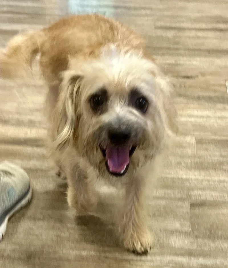 A young small-sized male Apricot / Beige Cairn Terrier dog named Isaac for adoption in Gallatin, TN