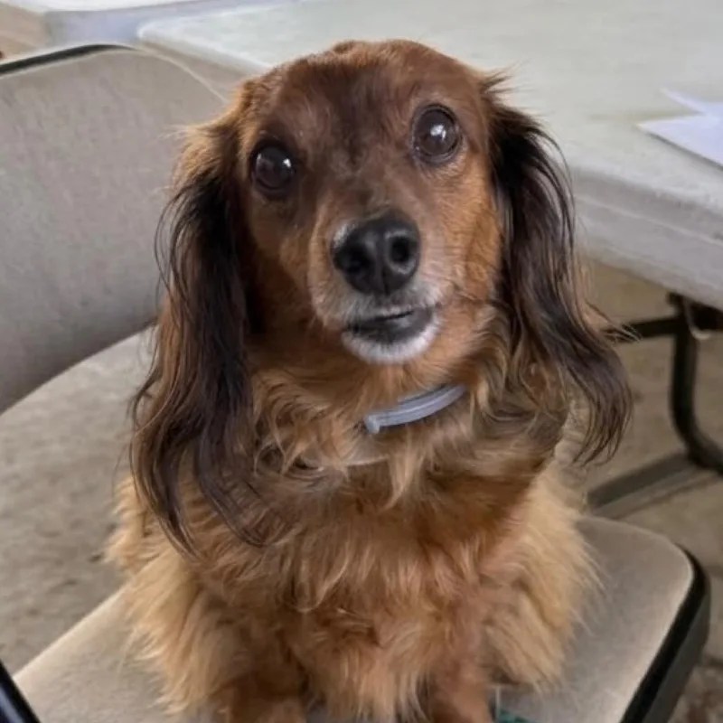 An adult small-sized male Miniature Dachshund dog named Tucker for adoption in Washington, PA