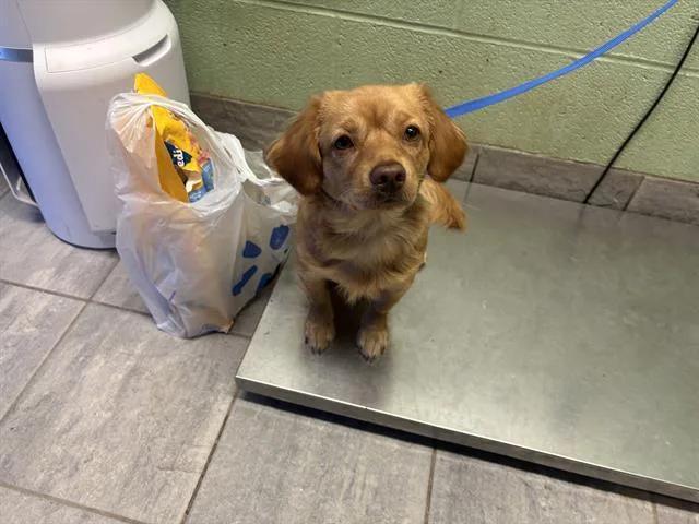 A young medium-sized male Dachshund dog named Douglas for adoption in Grand Prairie, TX