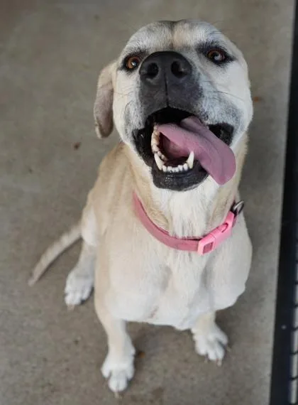 An adult extra large-sized female Mastiff dog named Ruby for adoption in Bowling Green, KY