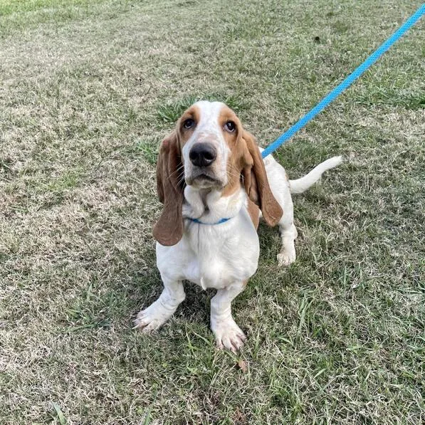 A young medium-sized female White / Cream Basset Hound dog named Roobie for adoption in Carencro, LA