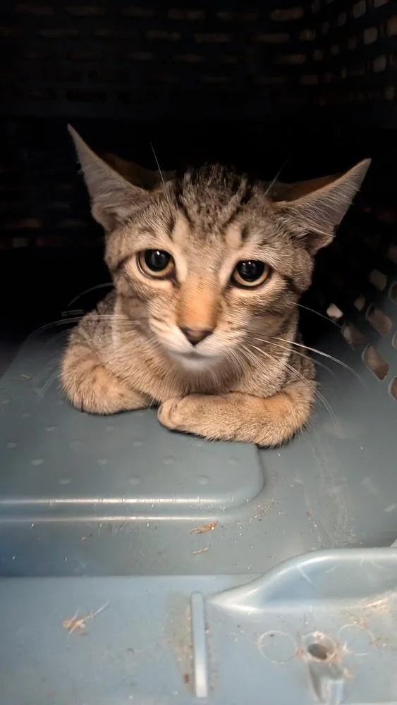 A baby small-sized male Tabby (Brown / Chocolate) Domestic Short Hair cat named Gato for adoption in Evansville, IN