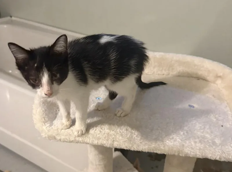 A baby small-sized female Black & White / Tuxedo Domestic Short Hair cat named Bobbie for adoption in Emporia, KS