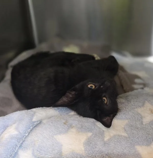 A baby small-sized male Domestic Short Hair cat named CarPurrAtor for adoption in Sioux City, IA