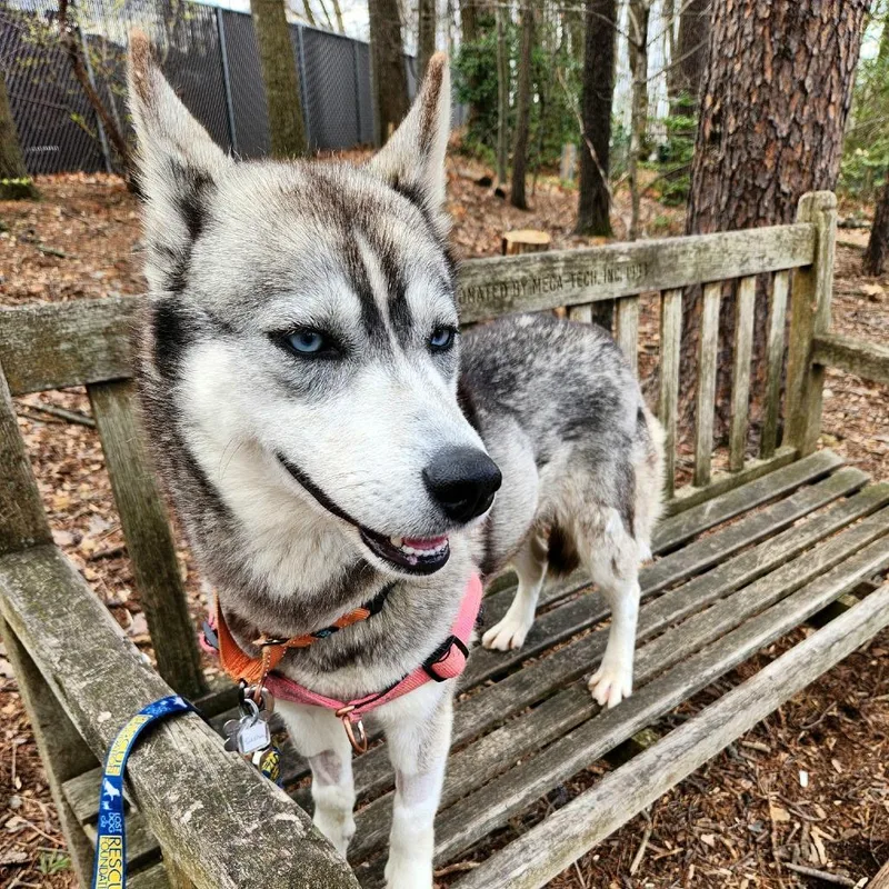An adult medium-sized female White / Cream Siberian Husky dog named Sasha Ann for adoption in Falls Church, VA