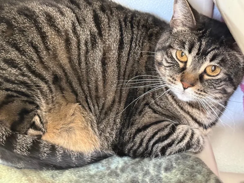 An adult medium-sized female Domestic Short Hair cat named Mabel for adoption in Gillette, WY