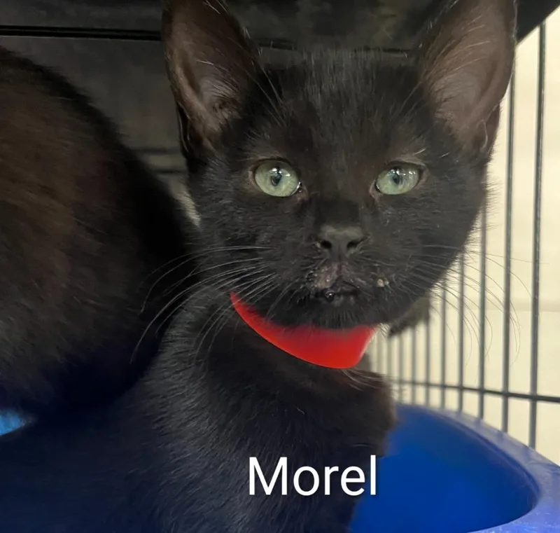 A baby small-sized female Domestic Short Hair cat named Morel for adoption in Lavonia, GA