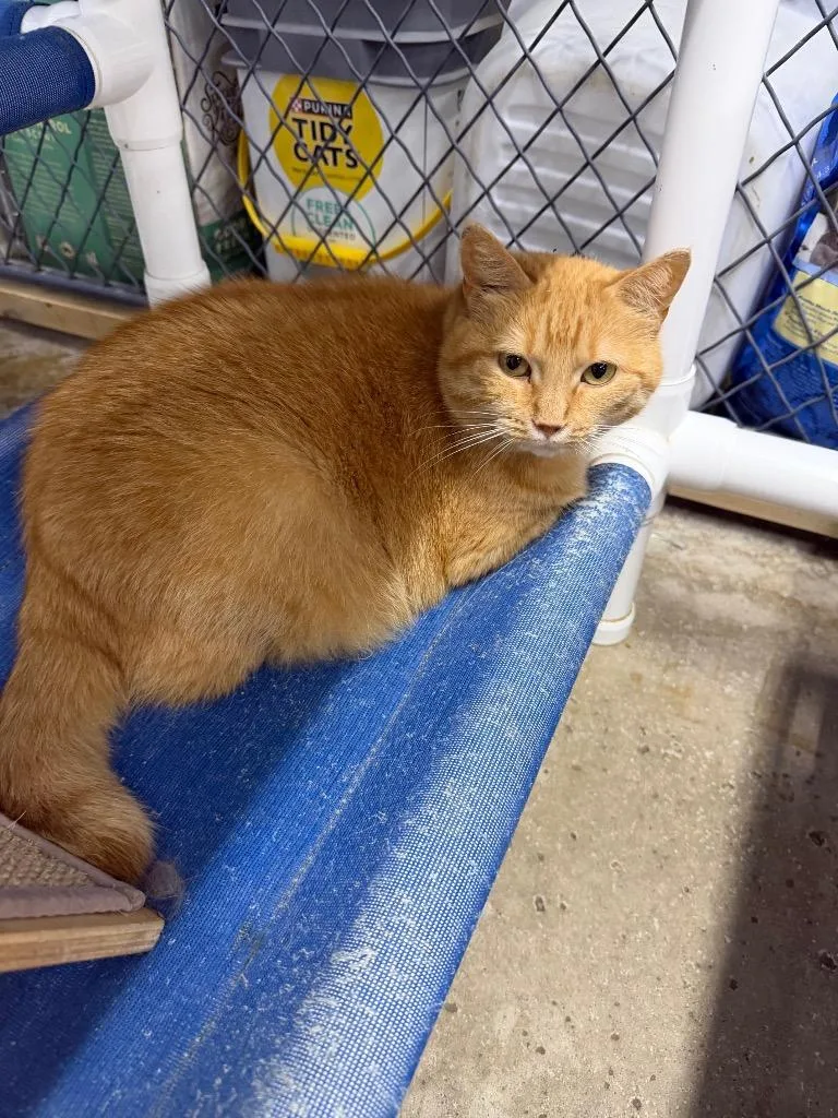An adult medium-sized female Domestic Short Hair cat named Precious for adoption in Lagrange, IN