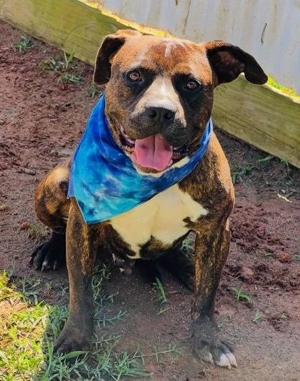 An adult large-sized male Pit Bull Terrier dog named Dutch $ for adoption in Seneca, SC