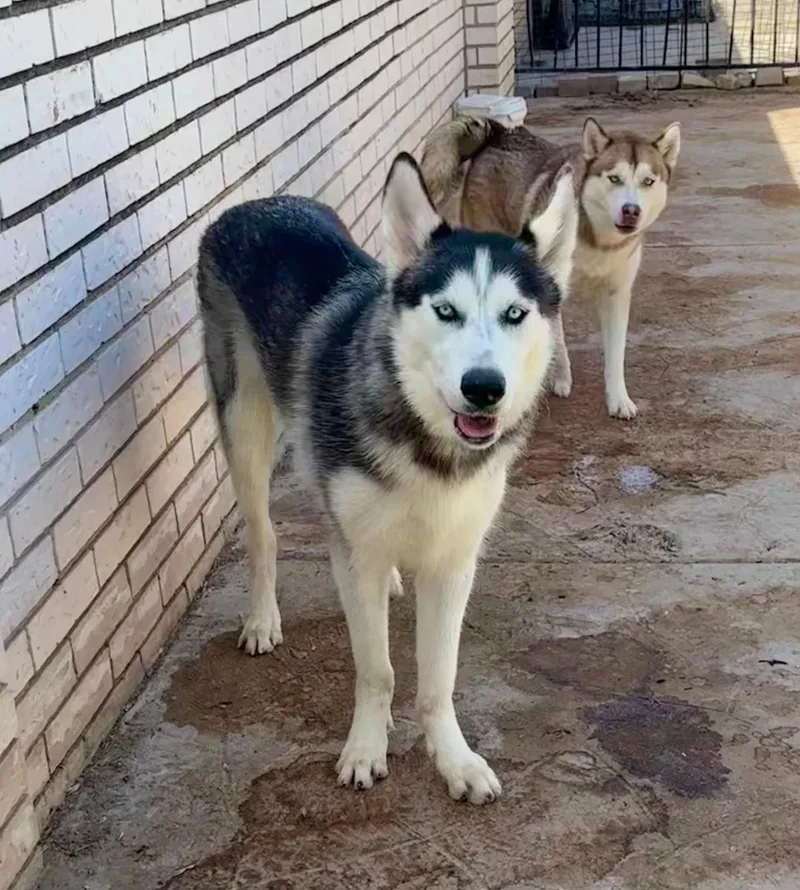 An adult medium-sized male Siberian Husky dog named Wesley for adoption in Mcallen, TX