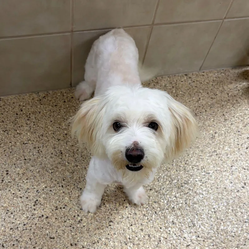 A baby small-sized male Maltipoo dog named Baxter for adoption in Kerrville, TX