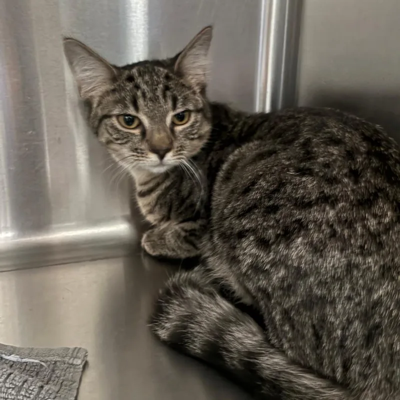 A young medium-sized female Domestic Short Hair cat named Grenda for adoption in Columbia Station, OH