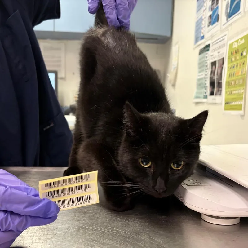 An adult medium-sized male Black Domestic Short Hair cat named Ouroboros for adoption in Charleston, WV